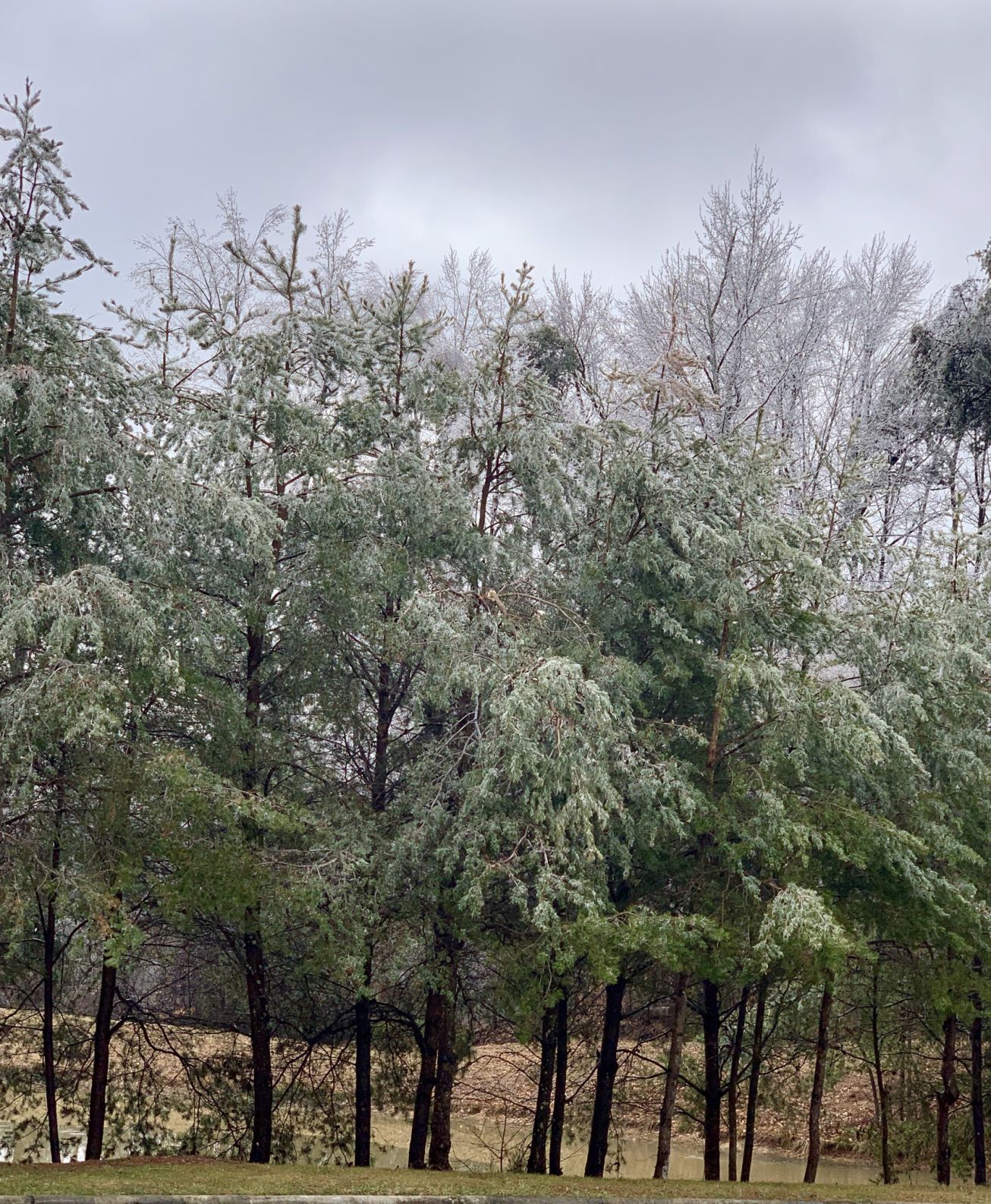Ice-coated trees